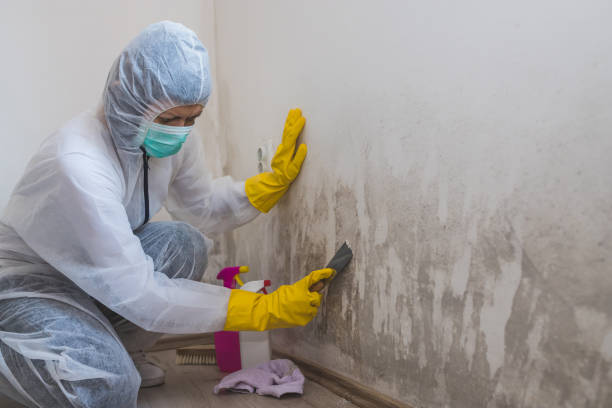 Trusted Benbrook, TX Mold Removal Experts