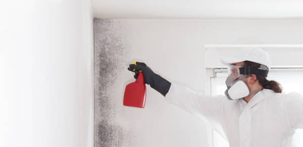 Attic Mold Removal in Benbrook, TX