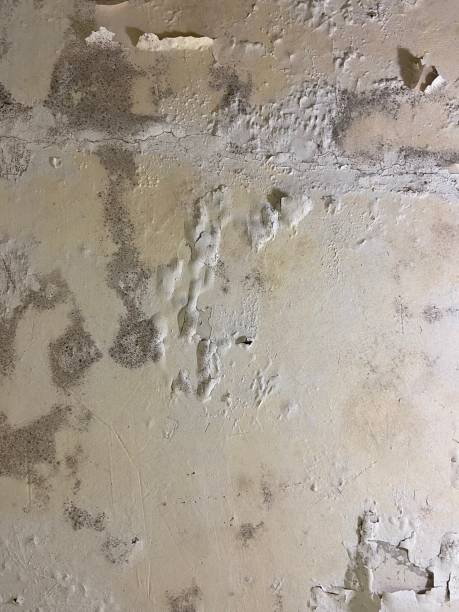 Attic Mold Removal in Benbrook, TX
