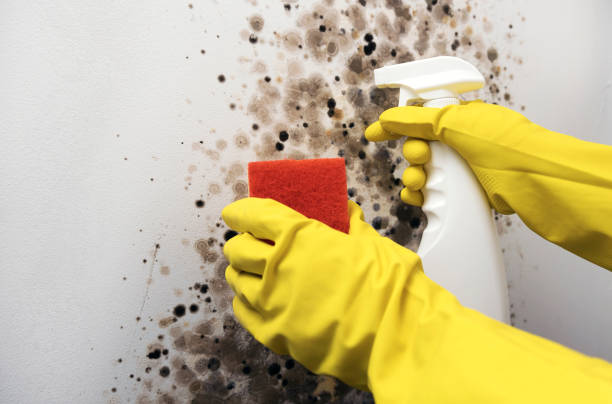  Benbrook, TX Mold Removal Pros