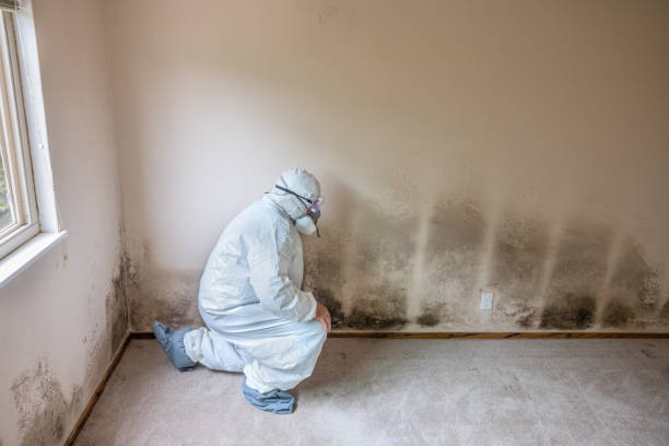 Best Toxic Mold Removal  in Benbrook, TX