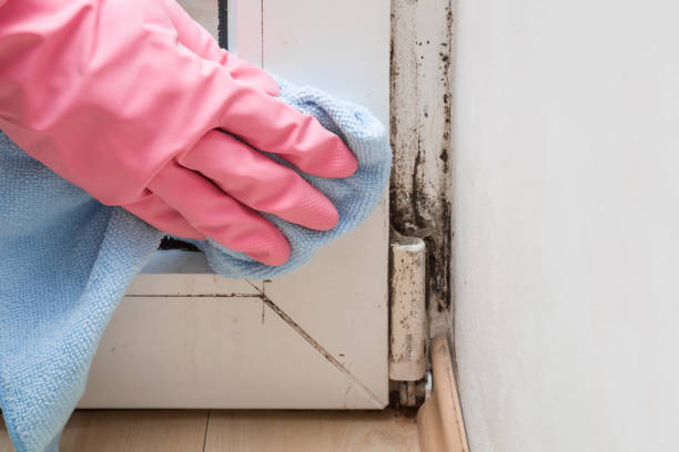 Best Residential Mold Removal  in Benbrook, TX