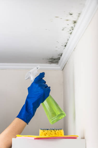 Best Black Mold Removal  in Benbrook, TX